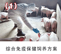 生豬免疫保健-135保健養(yǎng)豬技術應用方案